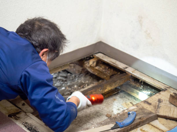 Best Best Mold Removal Companies  in Crosby, ND