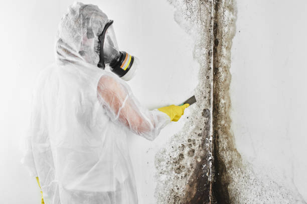 Professional Mold Removal in Crosby, ND