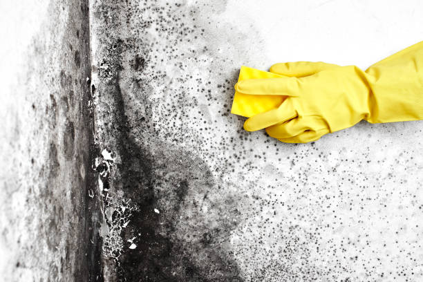 Best Professional Mold Removal  in Crosby, ND