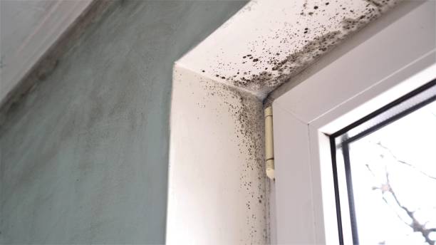 Best Mold Testing  in Crosby, ND