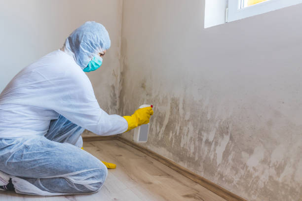 Best Professional Mold Removal  in Crosby, ND