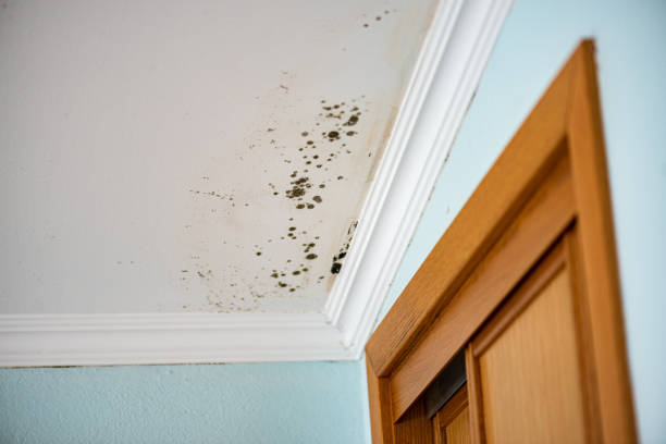 Best Home Mold Removal  in Crosby, ND