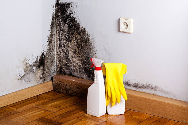 Best Office Mold Removal Services  in Crosby, ND