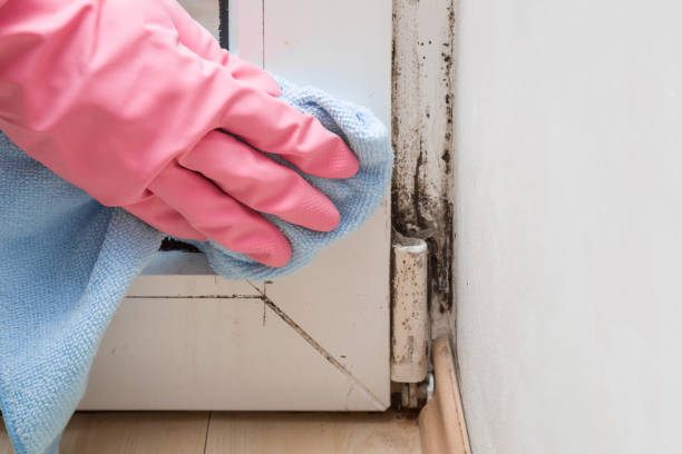 Best Mold Remediation  in Crosby, ND