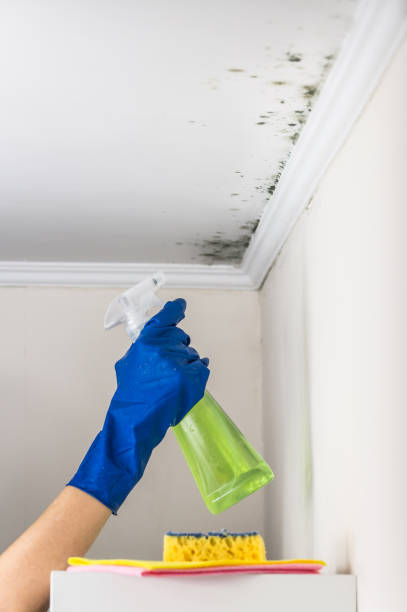 Best Residential Mold Removal  in Crosby, ND
